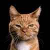 smellycat11