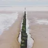 whiteraspberry_93
