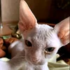 sphynxkiara