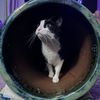 meemology