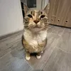 tusieniepali