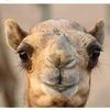 🐪 عالم الهجن 🐪