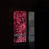 nori_2533
