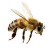 workerbee91