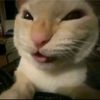 hitoo.nyan