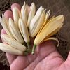 chompa.flower