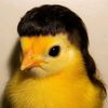 ferdotzz