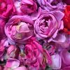 ward_almadinah
