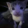 miwiorsh