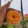 saomai68