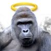 harambe4evar