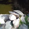 sanitajer