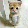 pengagummu533