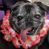 zivathepug