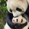 pandaluv2727