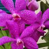 lisacaecilia