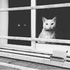 mamacat134