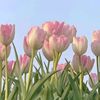 red.flowers_s