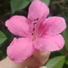 xiaohua2308