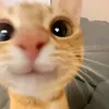 moooobmoooob