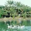 eman.fatima663