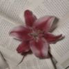 rihane__