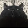 bigkiscus