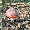 amanitamuscaria18