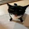 nyapokalol