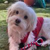 healthy_dogtreatjo