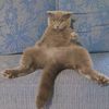 jake_thecat1