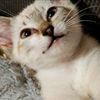 southernnaturecats