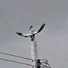 dffax888