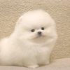 stupid_tiny_marshmellow