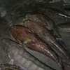 mirulkatang