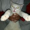 astortrjt