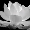 hue.100296