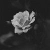 nastua_0_15