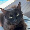 curly.kitten.au