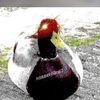 mr..duck.yup
