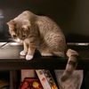 meowfamily20