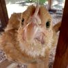 arizonachickens