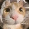 anhdanghochnue.06
