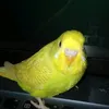 a.burdlover