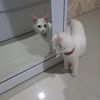 ammar.zain77