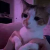boxedby_kid