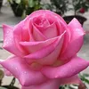 anglee_997