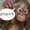 gay_monkey09