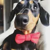 erniethesausdawg