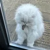 vivi.xnm